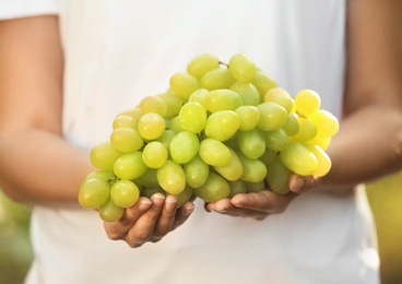 Woman holding bunch of fresh ripe juicy grapes in vineyard, closeup