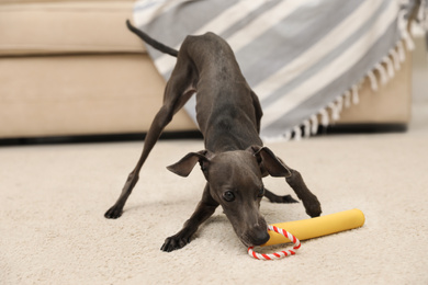 Photo of Italian Greyhound dog playing with toy at home