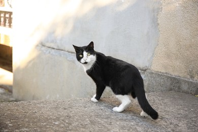 Photo of Lonely stray cat on city street. Homeless pet