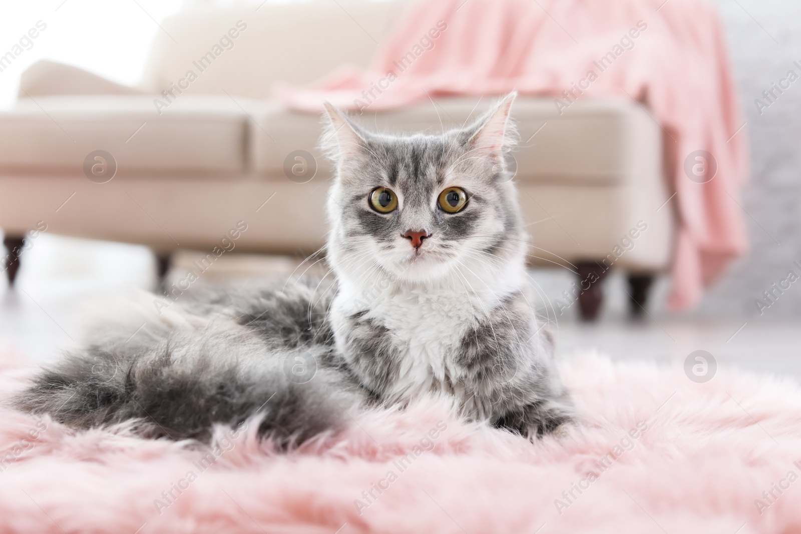 Photo of Cute cat lying on floor at home