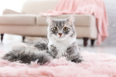 Cute cat lying on floor at home