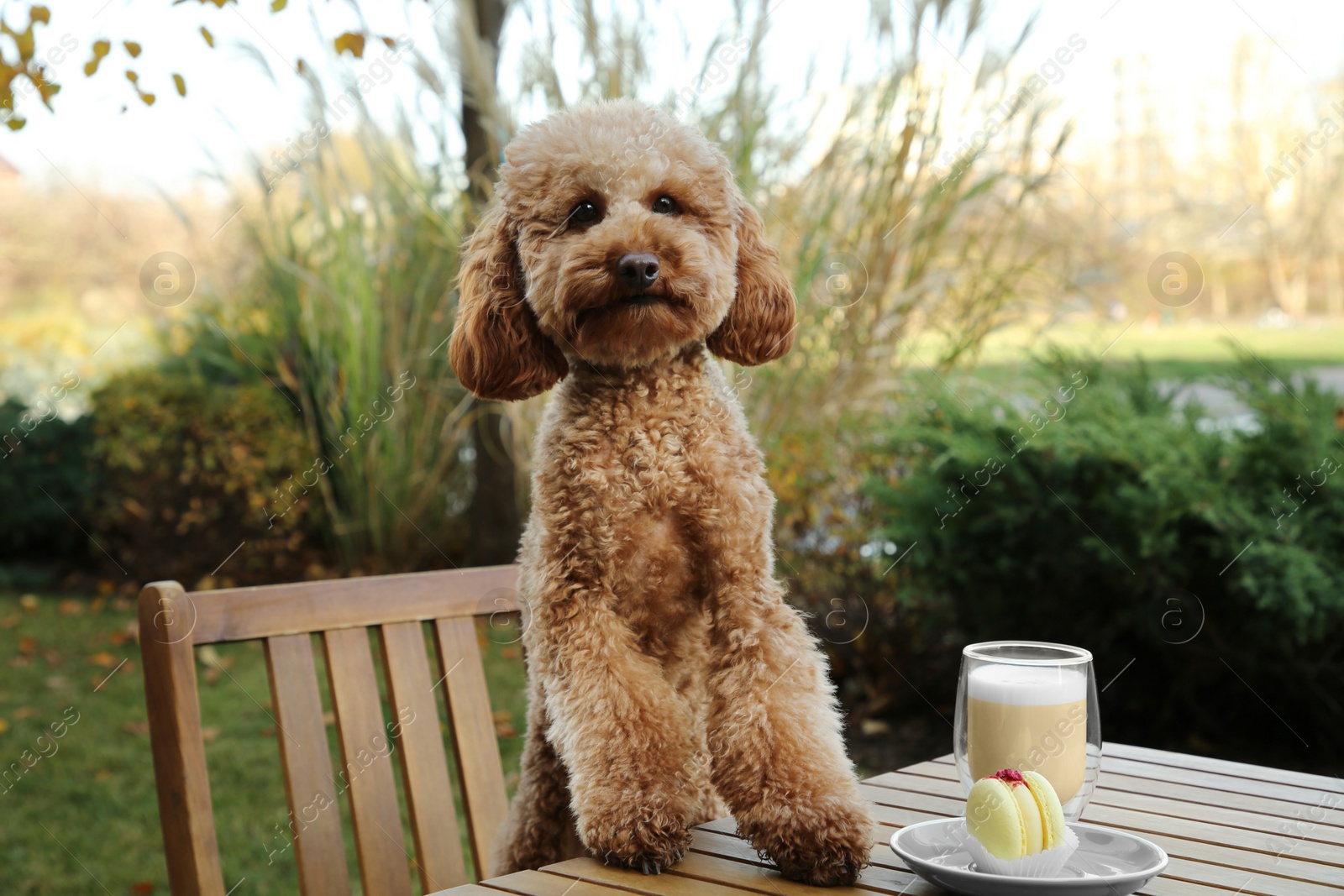 Photo of Cute fluffy dog at table with coffee and macaron in outdoor cafe