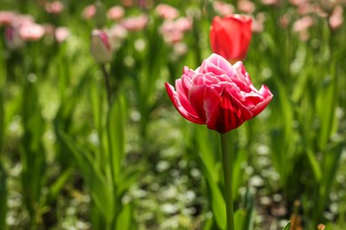 Photo of Beautiful pink tulip growing outdoors on sunny day, closeup. Space for text