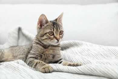 Photo of Grey tabby cat on knitted blanket, space for text. Adorable pet