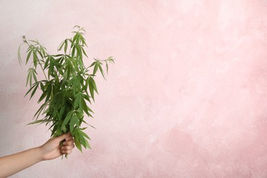 Woman holding hemp plants on light pink background, closeup. Space for text