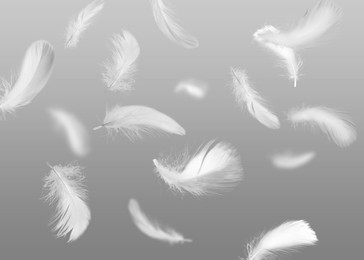 Image of Fluffy bird feathers falling on grey background