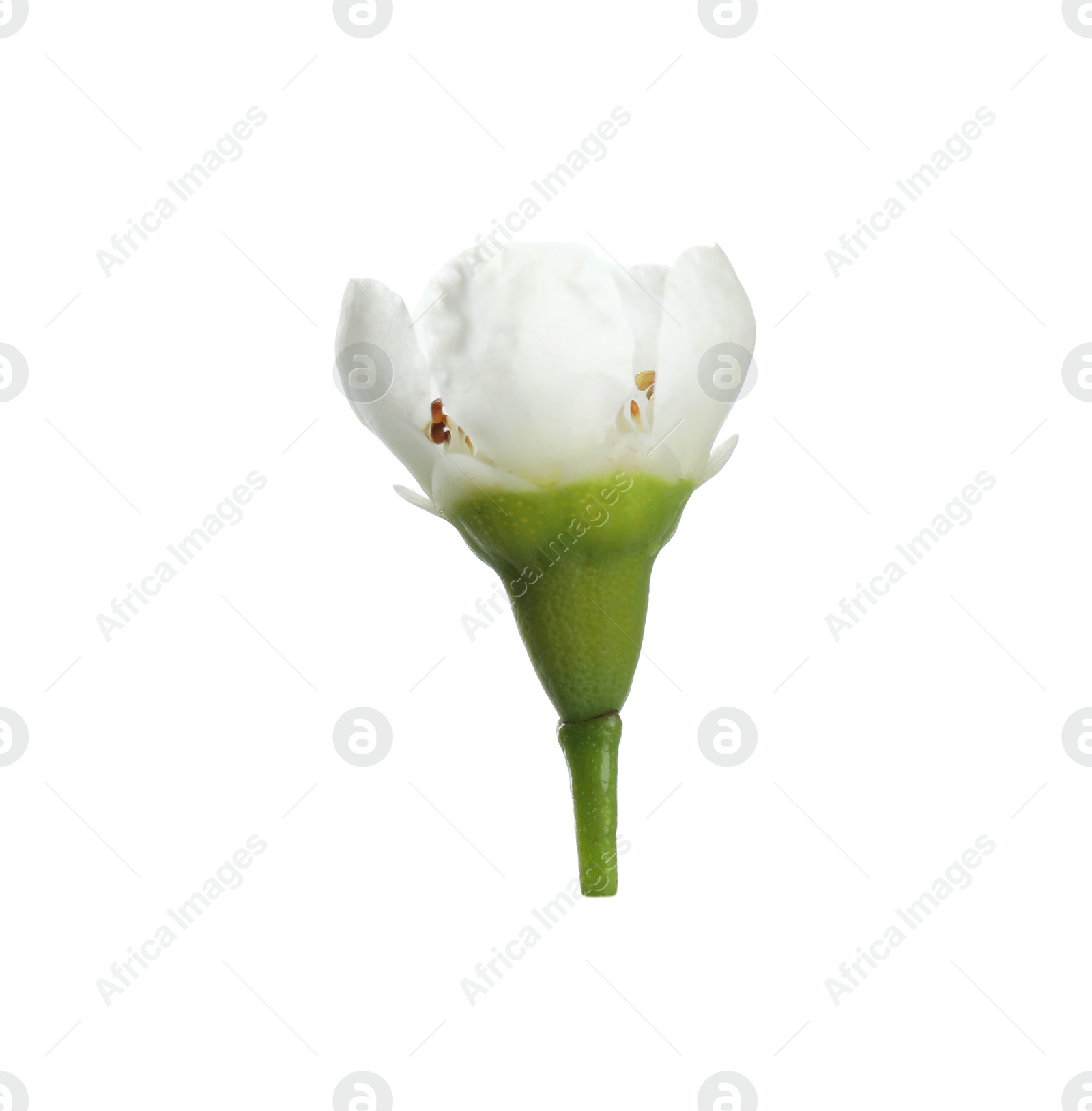 Photo of Beautiful waxflower with tender petals isolated on white