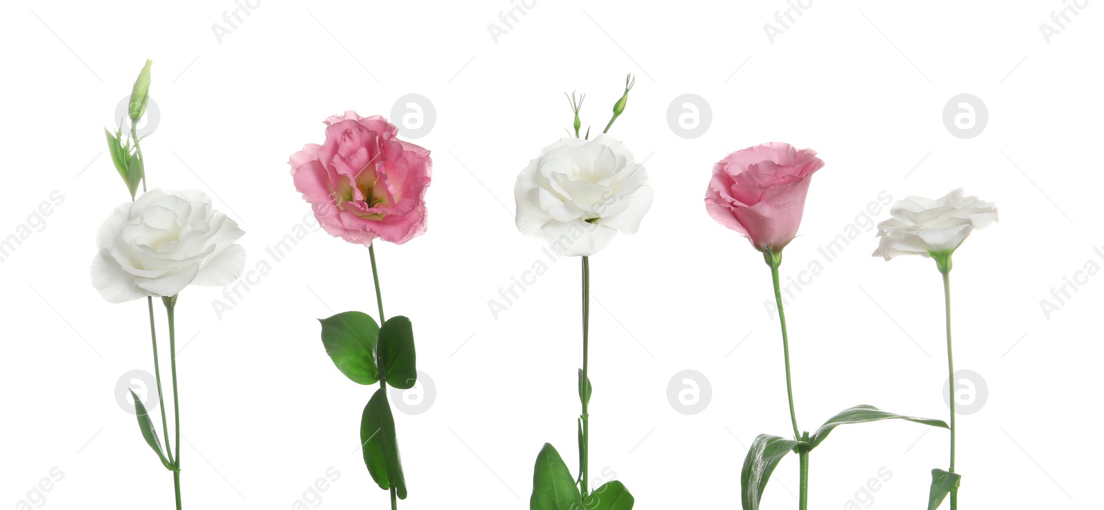 Photo of Row of beautiful Eustoma flowers on white background