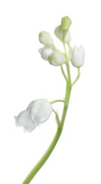 Photo of Beautiful lily of the valley flower on white background