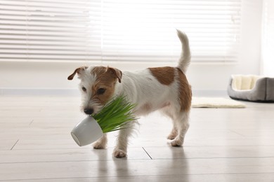 Photo of Cute dog with stolen houseplant at home