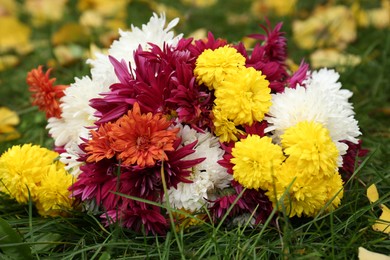 Beautiful chrysanthemum flowers and fallen yellow leaves on green grass outdoors, closeup