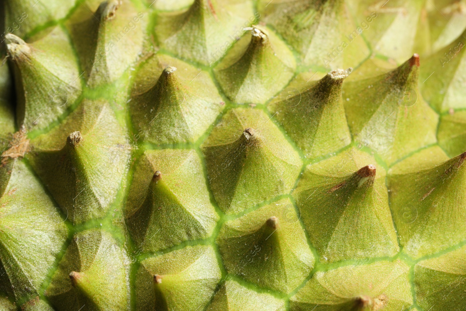 Photo of Closeup view of ripe durian as background