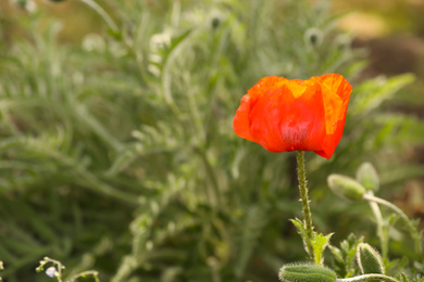 Blooming red poppy flower outdoors on spring day, closeup