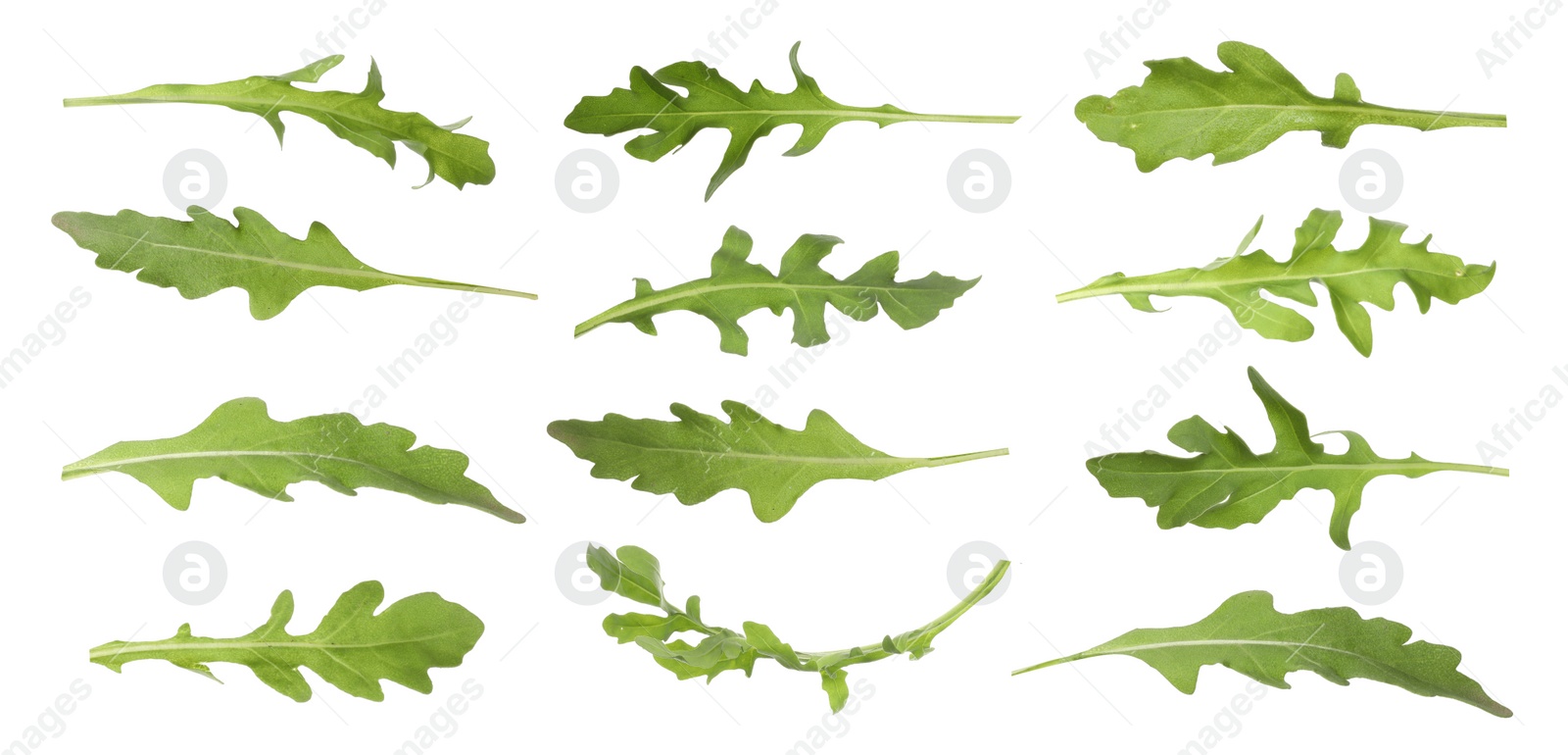 Image of Set of green arugula leaves on white background. Banner design