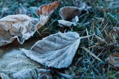 Photo of Beautiful fallen leaves and grass covered with hoarfrost, closeup