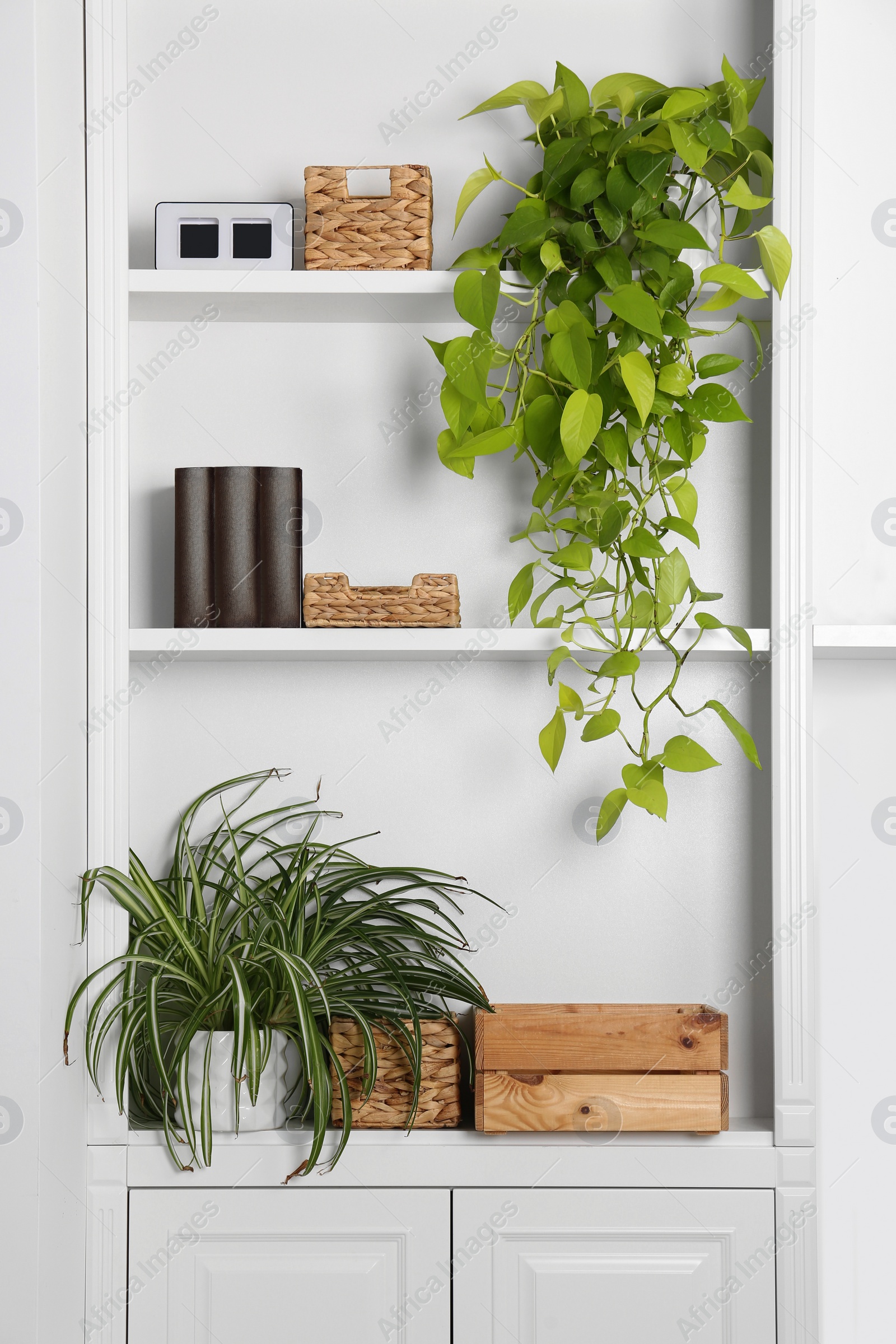 Photo of White shelving unit with houseplants and different decor elements in room. Interior design