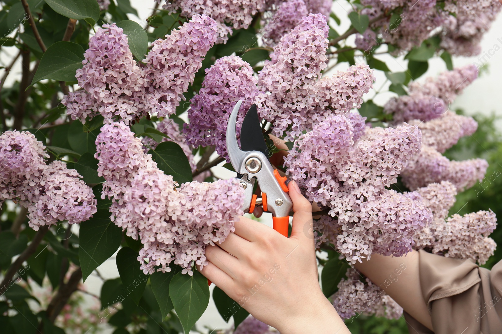 Photo of Gardener pruning lilac branch with secateurs outdoors, closeup