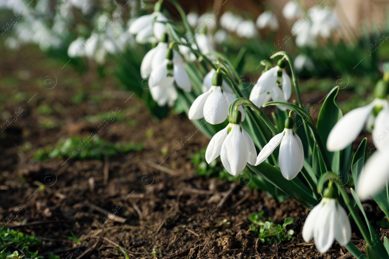 Photo of Beautiful white blooming snowdrops growing outdoors, closeup