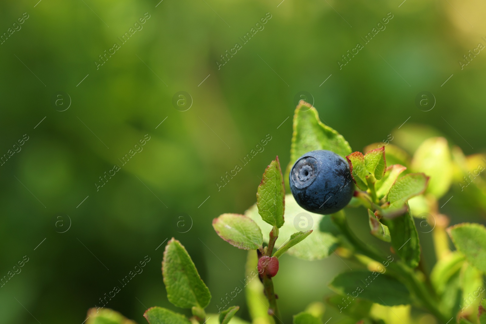 Photo of One bilberry growing in forest, closeup. Space for text