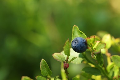 One bilberry growing in forest, closeup. Space for text
