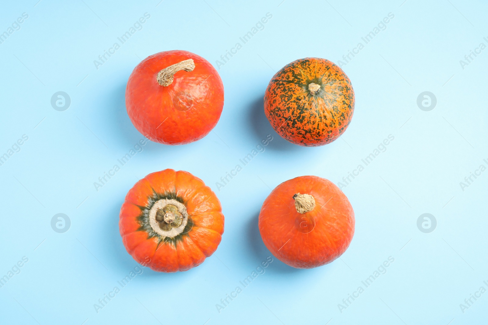 Photo of Fresh ripe pumpkins on blue background, flat lay. Holiday decoration