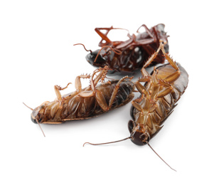 Photo of Dead brown cockroaches isolated on white, closeup. Pest control