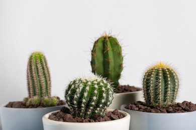 Many different beautiful cacti against white wall
