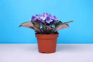 Photo of Beautiful potted violet flower on white table against light blue background