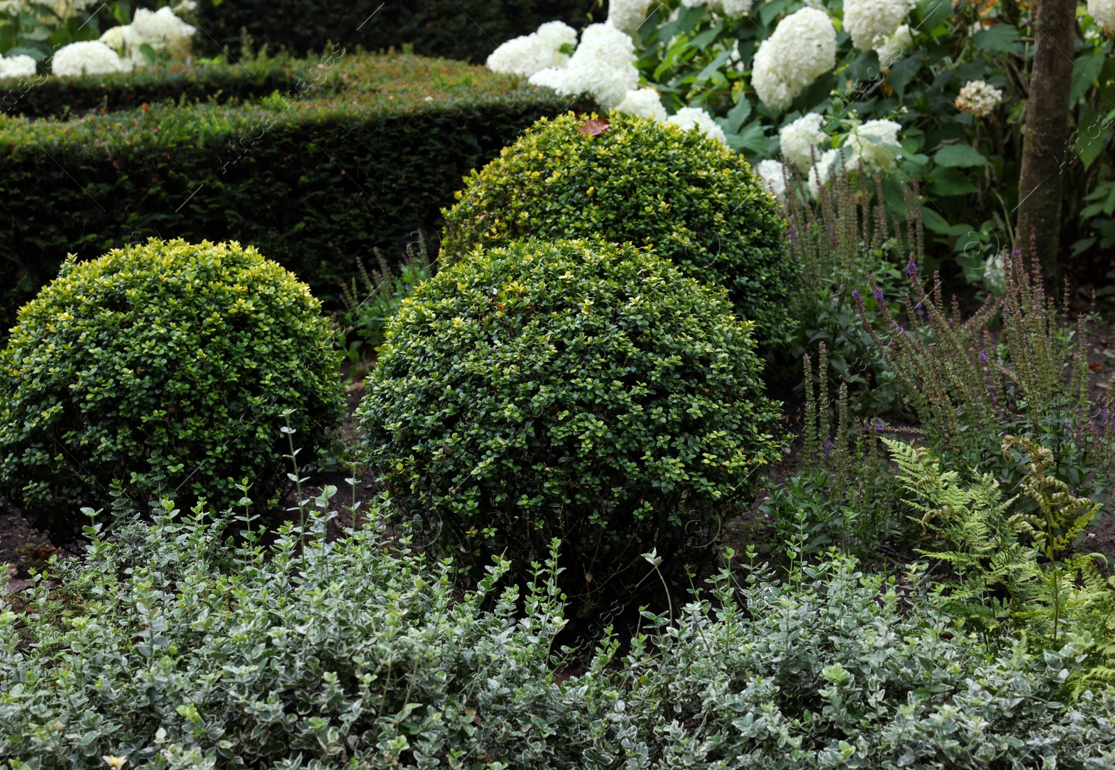 Photo of Lovely garden with blooming plants and green shrubbery. Landscape design