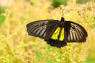 Beautiful common Birdwing butterfly on plant outdoors