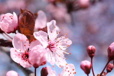 Photo of Beautiful spring pink tree blossoms against blurred background, closeup