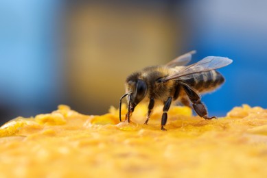 Photo of Closeup view of fresh honeycomb with bee against blurred background