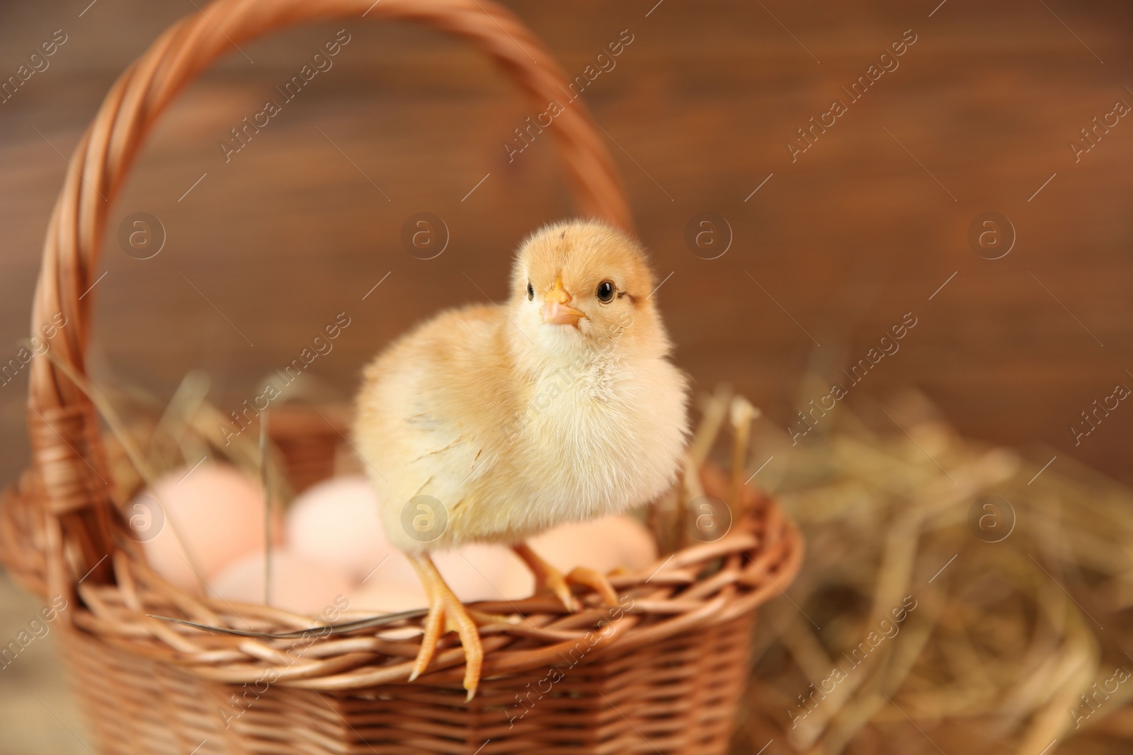 Photo of Cute chick and wicker basket on blurred background, space for text. Baby animal