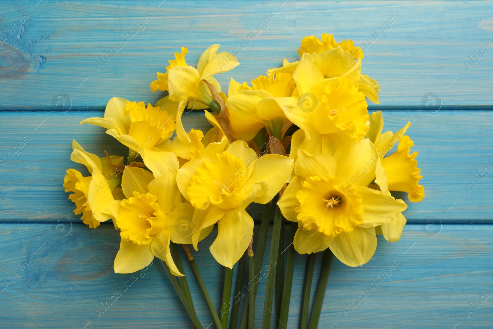 Photo of Beautiful daffodil bouquet on blue wooden table, top view