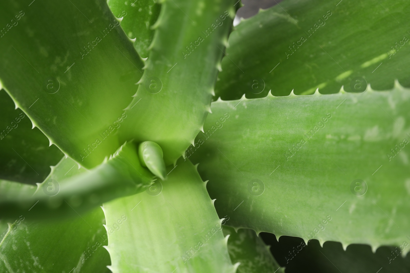 Photo of Green aloe vera plant as background, top view