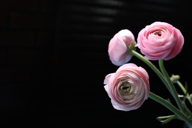 Photo of Beautiful ranunculus flowers on black background, space for text