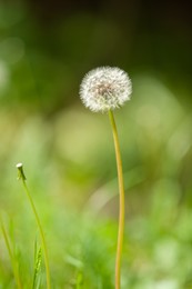 Photo of Beautiful dandelion in green grass outdoors, closeup view