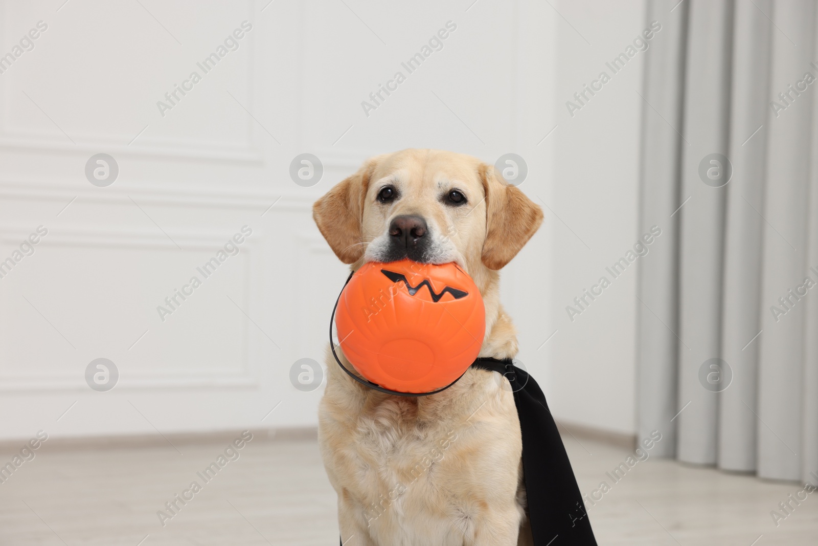Photo of Cute Labrador Retriever dog in black cloak with Halloween bucket indoors