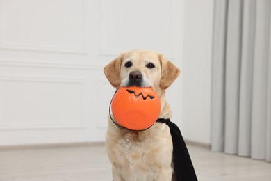 Cute Labrador Retriever dog in black cloak with Halloween bucket indoors