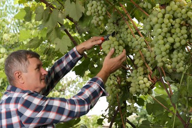 Photo of Farmer with secateurs picking ripe grapes in garden