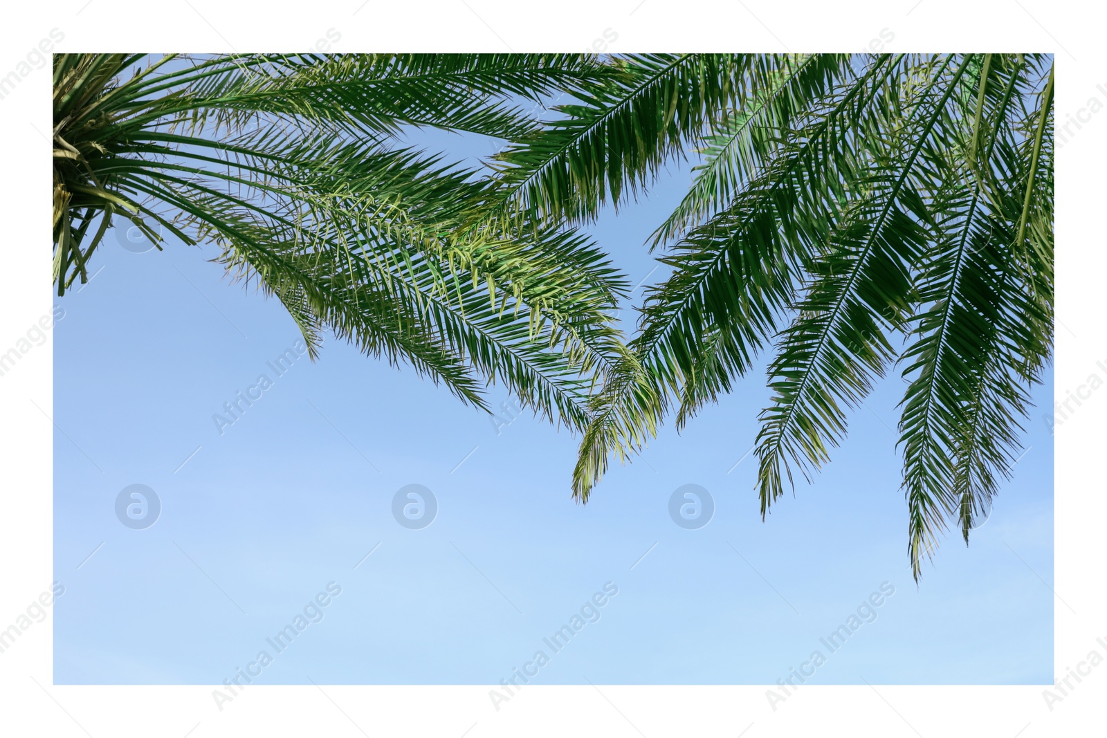 Image of Paper photo. Green palm leaves on light blue sky background 