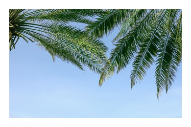 Paper photo. Green palm leaves on light blue sky background 