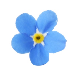 Photo of Amazing spring forget-me-not flower on white background