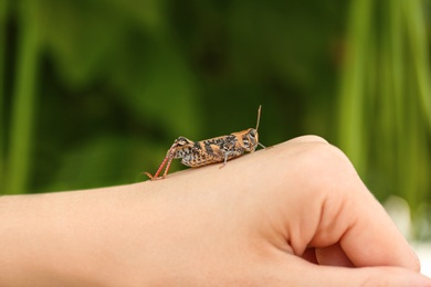 Woman holding common grasshopper outdoors, closeup view