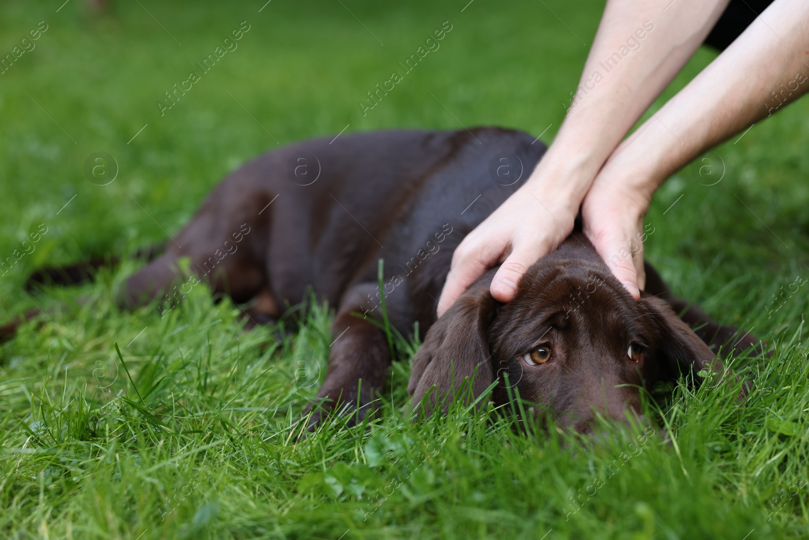 Photo of Man with adorable Labrador Retriever dog on green grass in park, closeup