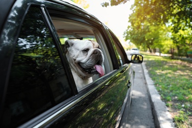 Funny English bulldog looking out of car window