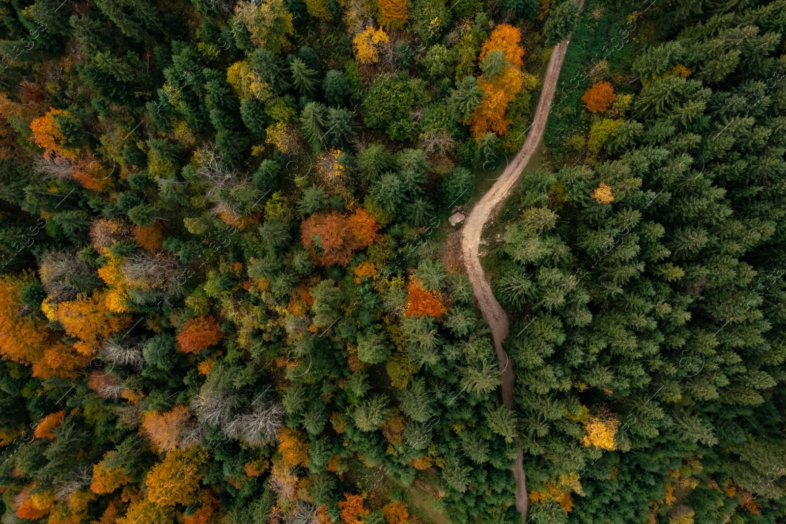 Image of Aerial view of countryside road in beautiful autumn forest