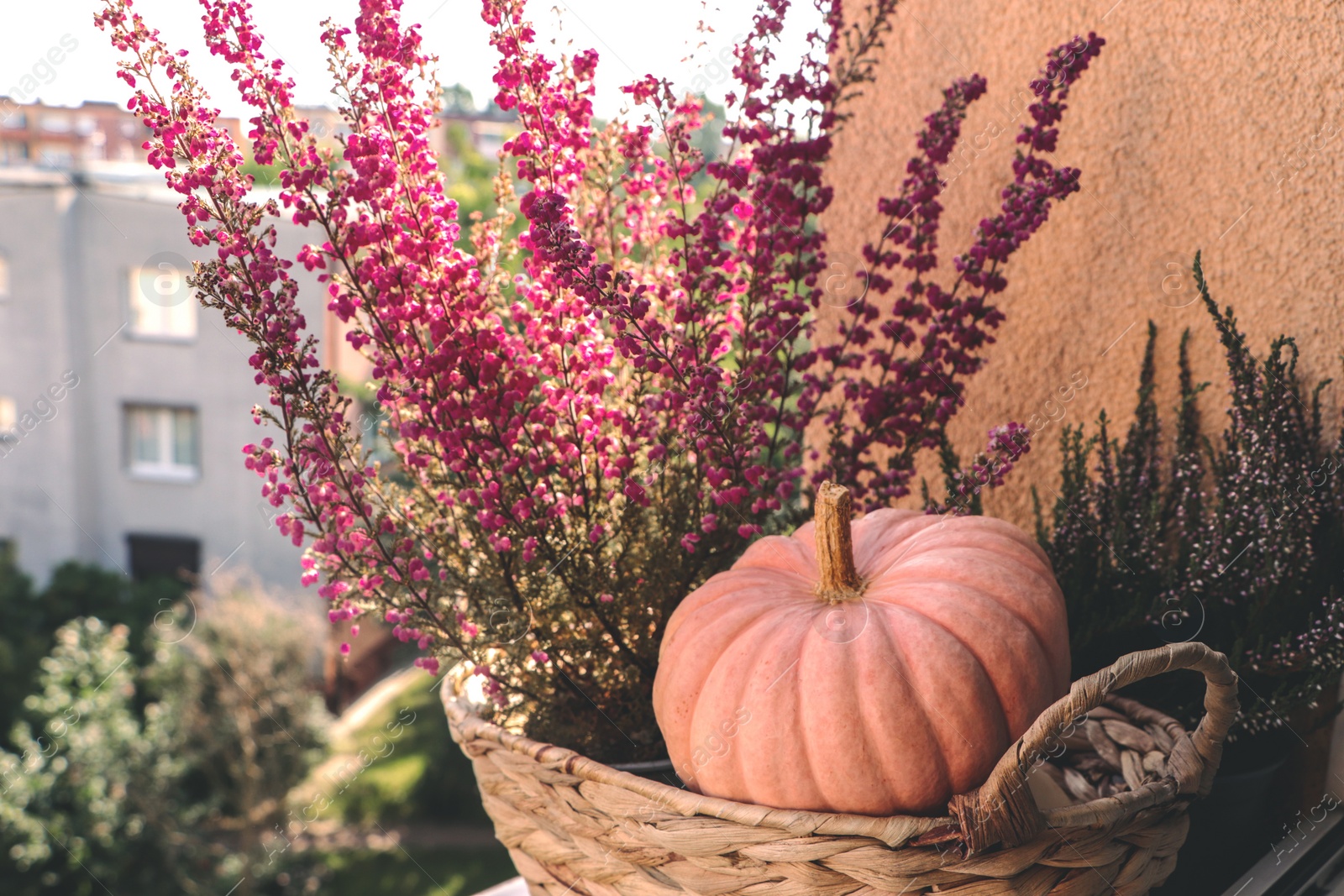 Photo of Wicker basket with beautiful heather flowers and pumpkin on windowsill outdoors