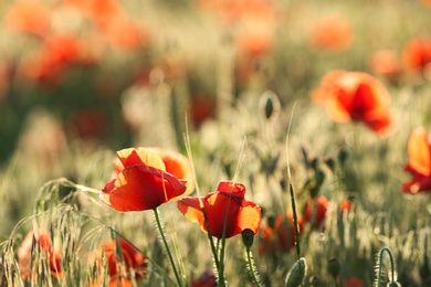 Photo of Beautiful blooming red poppy flowers in field. Space for text