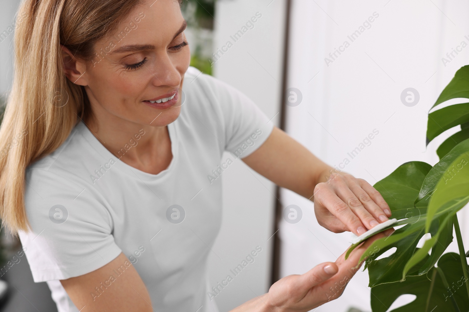 Photo of Woman wiping leaves of beautiful houseplant with cotton pad indoors